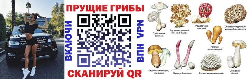 Галлюциногенные грибы Cubensis  Чегем 